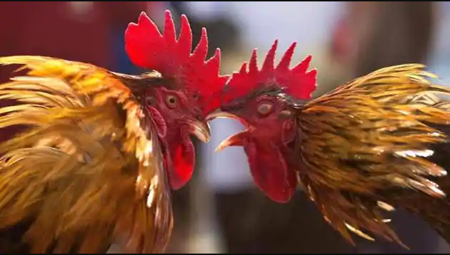Melonjaknya Minat Sabung Ayam Online Menurunkan pasar Togel di Filipina